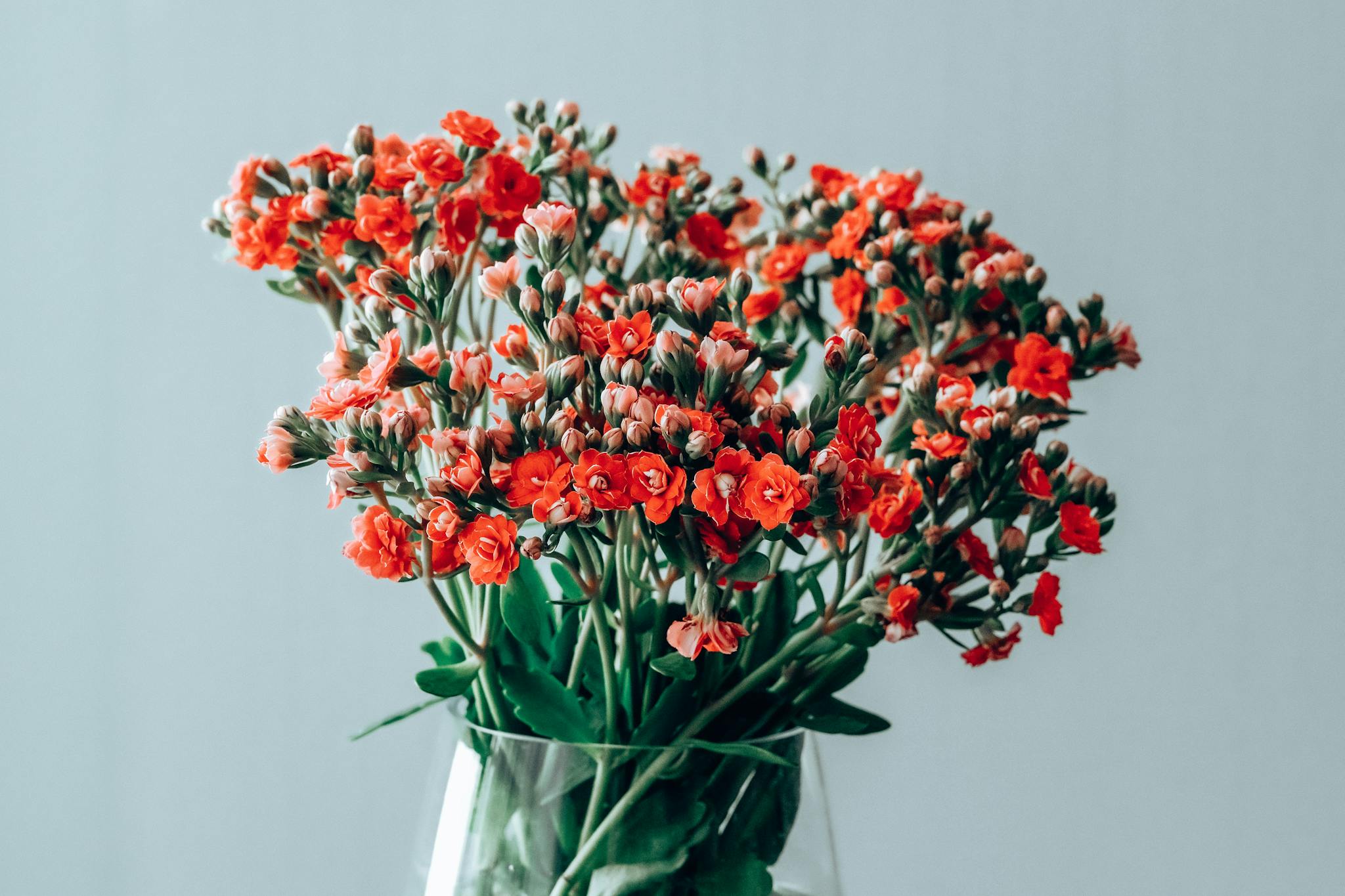 Close-up of a vibrant red flower bouquet in a clear glass vase against a soft gray background.