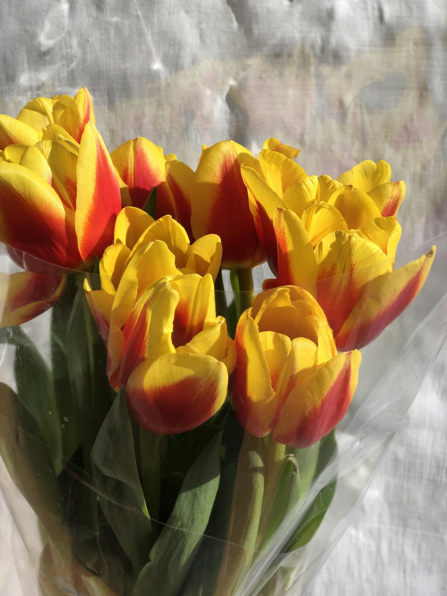 Colorful tulip bouquet shining in natural light, perfect floral gift.